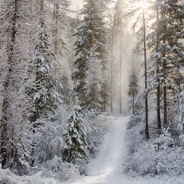 IdahoScenicImages1 - Linda Lantzy Idaho, North, Kootenai County, Idaho Panhandle National Forest. Snowy evergreens and a two track road in the Coeur d'Alene National forest on a February morning.